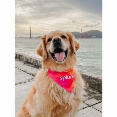 Dog Bandana